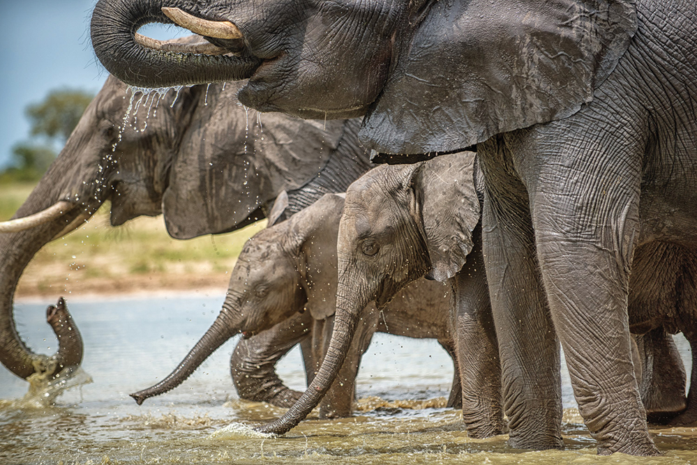 Elephants in South Africa